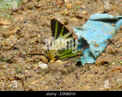 Queue d'araignée à cinq barres (antiphates de Graphium) Insecta Banque D'Images