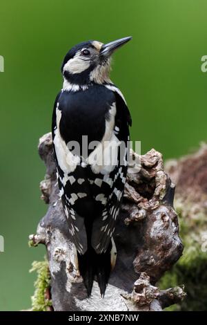 GRAND PIC TACHETÉ (Dendrocopos major), femelle sur une souche, Royaume-Uni. Banque D'Images