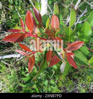 Poison de bushmans (Acokanthera oppositifolia) Plantae Banque D'Images