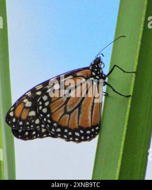 Insecta du monarque du Sud (Danaus erippus) Banque D'Images