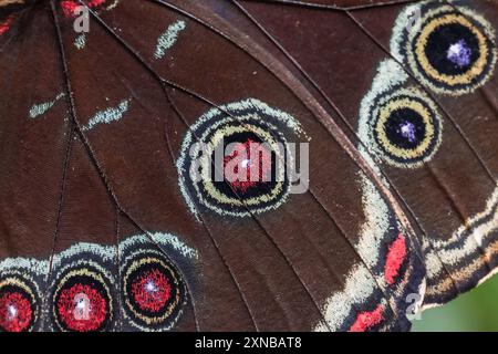 Photographie macro capturant une vue rapprochée des ailes d'un papillon hibou (Caligo memnon). met en évidence les motifs complexes et les textures du mais Banque D'Images