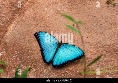 Morpho peleides, également connu sous le nom de morpho bleu andin, exposé au sanctuaire des papillons de Mindo en Équateur. L'image capture l'attaque du papillon Banque D'Images