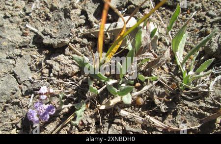 (Denekia capensis) Plantae Banque D'Images