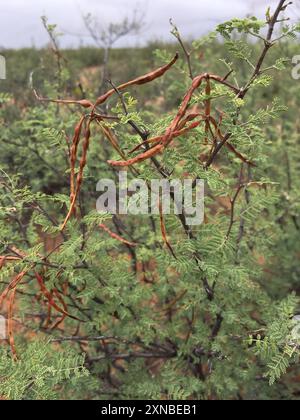 Corne blanche acacia (Vachellia constricta) Plantae Banque D'Images