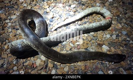 Serpent royal des Prairies (Lampropeltis calligaster) Reptilia Banque D'Images