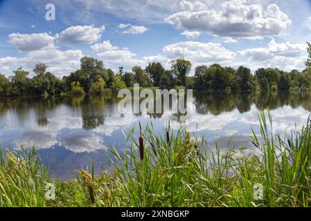 Réserve naturelle de Felmersham Gravel Pits, Bedfordshire, Royaume-Uni - bois autour de l'eau calme d'un lac dans cet habitat faunique avec des rousses au premier plan Banque D'Images