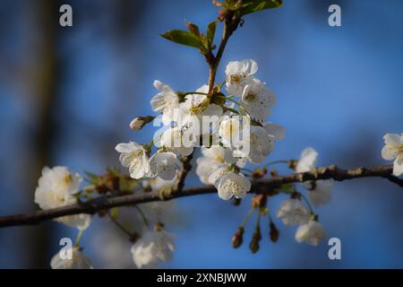 Belle floraison de cerisier par un matin de printemps clair dans le nord-ouest de l'Angleterre Banque D'Images