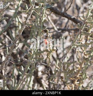 Noël cholla (Cylindropuntia leptocaulis) Plantae Banque D'Images