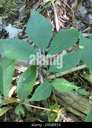 Hickory bitternut (Carya cordiformis) Plantae Banque D'Images