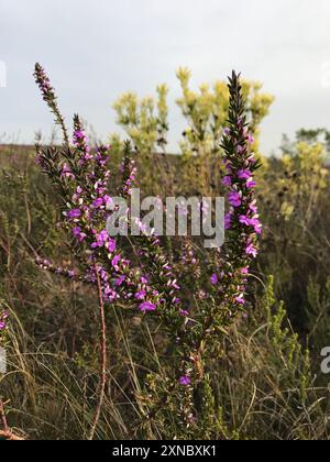 Pricket Purplegorse (Muraltia heisteria) Plantae Banque D'Images