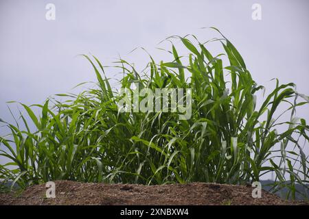 Herbe haute en plein jour. Un champ boisé avec de hautes herbes. refroidissement éolien. Blue Sky. Prairie sauvage. Banque D'Images