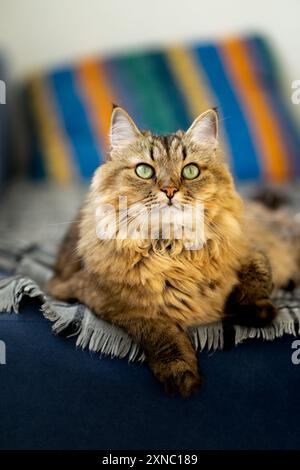 Chat domestique moelleux avec des yeux verts sur un canapé bleu Banque D'Images