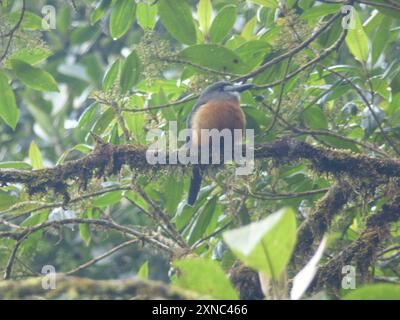 Nunbird à face blanche (Hapaloptila castanea) Aves Banque D'Images