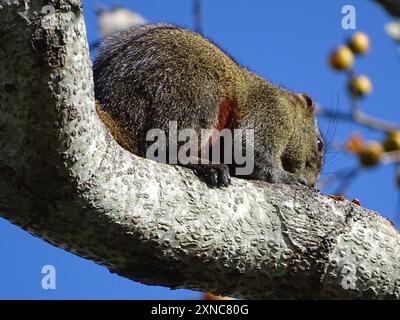 Mammalia de l'écureuil de Pallas (Callosciurus erythraeus) Banque D'Images