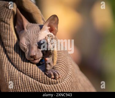 Chat chauve à la peau ridée couvre son visage avec sa patte. Chat canadien Sphynx se lavant le visage avec une patte . Vue rapprochée du chat mignon sans poils dans le sac. Banque D'Images