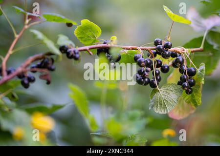 Cassis mûrs (ribes nigrum) mûrissant sur la branche entre les feuilles vertes dans le jardin. Fond vert avec des groseilles noires. Banque D'Images