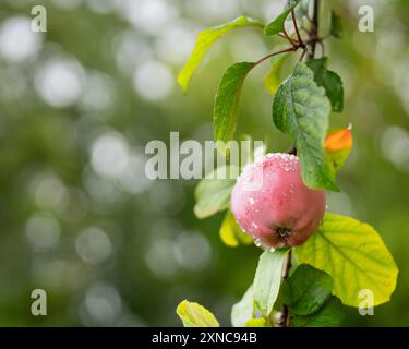 Pomme avec fond de gouttes de pluie. Maturation des fruits de pomme sur les branches dans le jardin sous la pluie. Banque D'Images