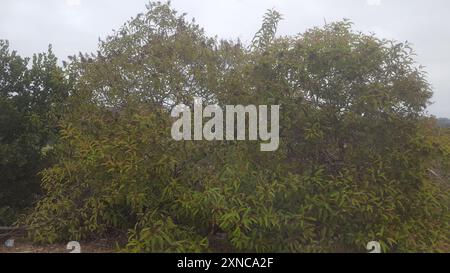 laurel sumac (Malosma laurina) Plantae Banque D'Images