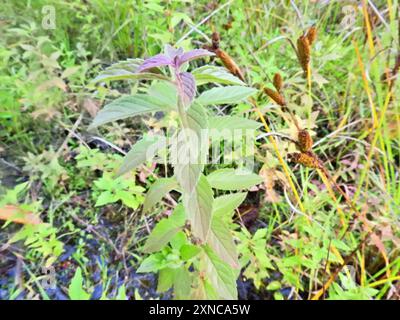 Menthe du Canada (Mentha canadensis) Plantae Banque D'Images