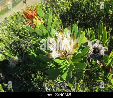 Lanceleaf Sugarbush (Protea lanceolata) Plantae Banque D'Images