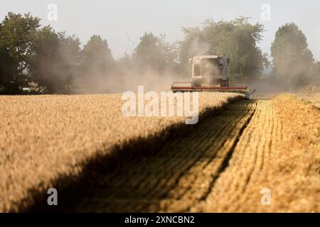 Ein Mähdrescher erntet Getreide nahe des Ortes Kerpen Manheim Manheim alt. Landwirte rechnen in diesem Jahr eher mit unterdurchschnittlichen Ernteerträgen. In den meisten Regionen GAB es eher zu viel Regen als zu wenig. Vielerorts sind Ähren von Pilzen Befell. Themenbild, Symbolbild Kerpen, 30.07.2024 NRW Deutschland *** Une moissonneuse-batteuse récolte des céréales près du village de Kerpen Manheim Manheim alt les agriculteurs s'attendent à des rendements de récolte inférieurs à la moyenne cette année dans la plupart des régions, il y a eu trop de pluie plutôt que trop peu dans de nombreux endroits, les épis de grain sont infestés d'images sur le thème des champignons, sym Banque D'Images