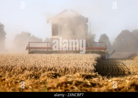 Ein Mähdrescher erntet Getreide nahe des Ortes Kerpen Manheim Manheim alt. Landwirte rechnen in diesem Jahr eher mit unterdurchschnittlichen Ernteerträgen. In den meisten Regionen GAB es eher zu viel Regen als zu wenig. Vielerorts sind Ähren von Pilzen Befell. Themenbild, Symbolbild Kerpen, 30.07.2024 NRW Deutschland *** Une moissonneuse-batteuse récolte des céréales près du village de Kerpen Manheim Manheim alt les agriculteurs s'attendent à des rendements de récolte inférieurs à la moyenne cette année dans la plupart des régions, il y a eu trop de pluie plutôt que trop peu dans de nombreux endroits, les épis de grain sont infestés d'images sur le thème des champignons, sym Banque D'Images