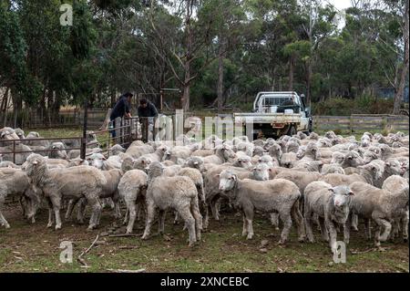 Un grand troupeau de moutons saxons/mérinos attendant leur tour pour être traités pour la douve du foie par un couple de fermiers à la rivière Sandspit dans la Wielangta F Banque D'Images