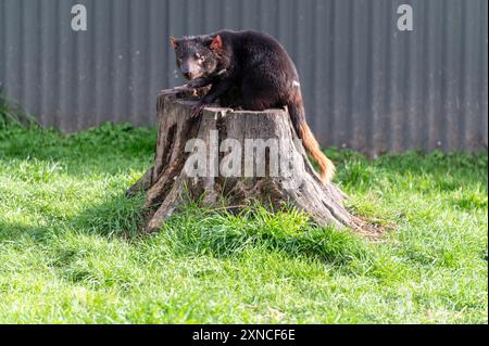 Un diable de Tasmanie dans son enclos de la côte est Natureworld se trouve la faune naturelle et l'écologypark de Tasmanie à Bicheno sur la côte est de tas Banque D'Images