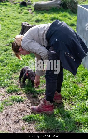 Un diable de Tasmanie dans son enclos avec son gardien sur la côte est Natureworld se trouve la faune et l'écologypark de Tasmanie à Bicheno à l'est Banque D'Images