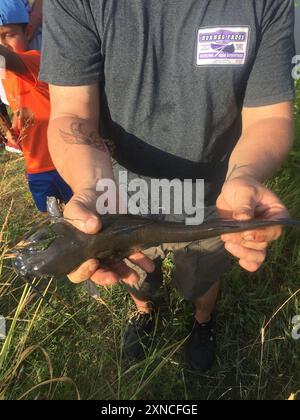Poisson-chat des chenaux (Ictalurus punctatus) Actinopterygii Banque D'Images