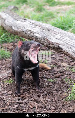 Un diable de Tasmanie dans son enclos de la côte est Natureworld est la faune et l'écologypark naturels de Tasmanie sur la côte est de Tasmanie, en Aust Banque D'Images