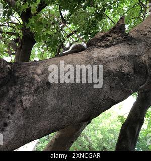 Mammalia de l'écureuil de Pallas (Callosciurus erythraeus) Banque D'Images