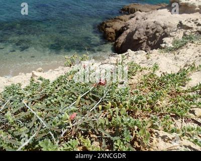 (Oenothera drummondii thalassaphila) Plantae Banque D'Images