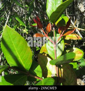 Poison de bushmans (Acokanthera oppositifolia) Plantae Banque D'Images