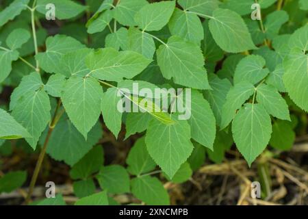 (Aralia bicrenata) Plantae Banque D'Images