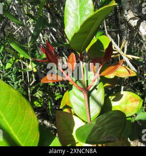 Poison de bushmans (Acokanthera oppositifolia) Plantae Banque D'Images