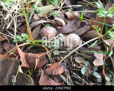 Escargot de lait (Otala lactea) mollusque Banque D'Images