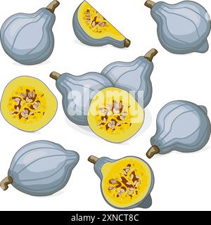 Set de squash Blue hubbard. Courge d'hiver. Cucurbita maxima. Fruits et légumes. Clipart. Illustration vectorielle isolée. Illustration de Vecteur