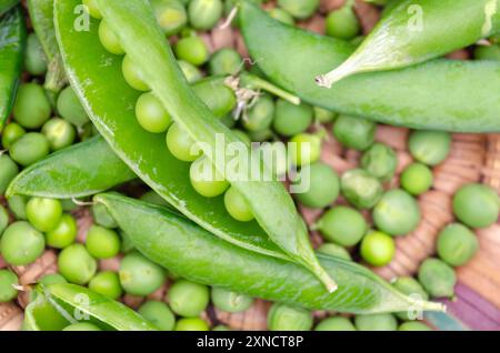 Petits pois biologiques fraîchement cueillis à la maison avec des gousses dans un panier tissé Banque D'Images