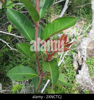 Poison de bushmans (Acokanthera oppositifolia) Plantae Banque D'Images