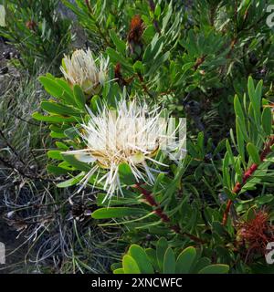 Lanceleaf Sugarbush (Protea lanceolata) Plantae Banque D'Images