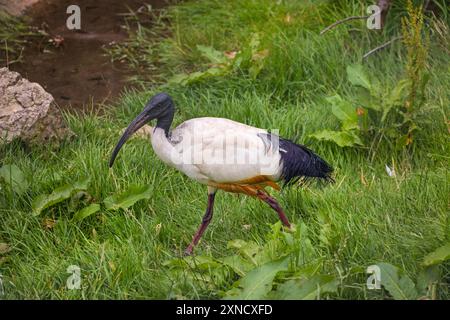 Oiseau sacré africain ibis (Threskiornis aethiopicus) sur l'herbe dans le sanctuaire d'oiseaux, Royaume-Uni Banque D'Images