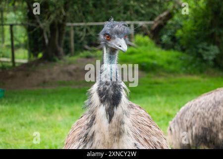 Émeu (Dromaius novaehollandiae) oiseau sans vol, alerte, observation, tête et épaules, Banque D'Images