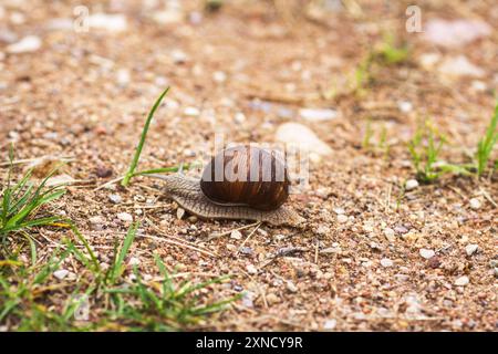 Escargot rampant sur le sentier. Banque D'Images