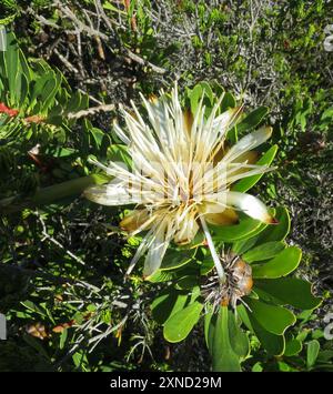 Lanceleaf Sugarbush (Protea lanceolata) Plantae Banque D'Images