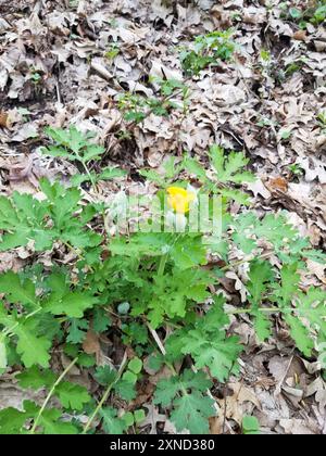 Coquelicot célandine (Stylophorum diphyllum) Plantae Banque D'Images