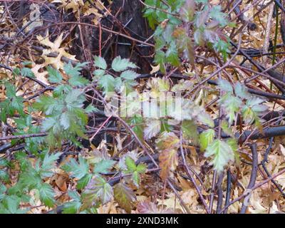 Mûrier à feuilles coupées (Rubus laciniatus) Plantae Banque D'Images