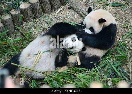 Singapour - 29 octobre 2023 : le premier panda géant de Singapour, le le, joue avec sa mère Jia Jia dans River Wonders, avant de retourner en Chine en janvier. Banque D'Images