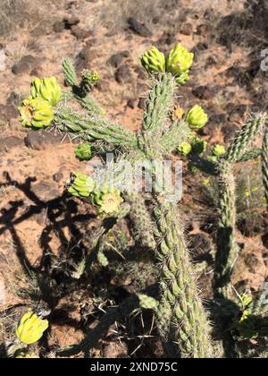 Canne cholla (Cylindropuntia spinosior) Plantae Banque D'Images