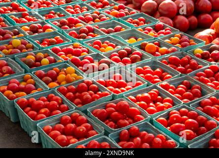 Tôt le matin, la lumière brille sur les tomates cerises rouges et jaunes fraîchement cueillies sur un marché local en plein air Banque D'Images